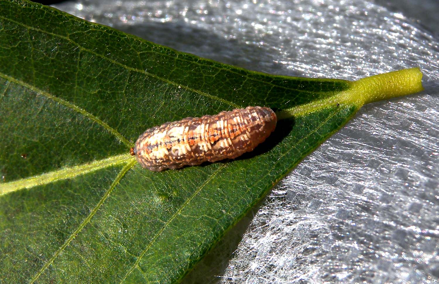 Larva strana
